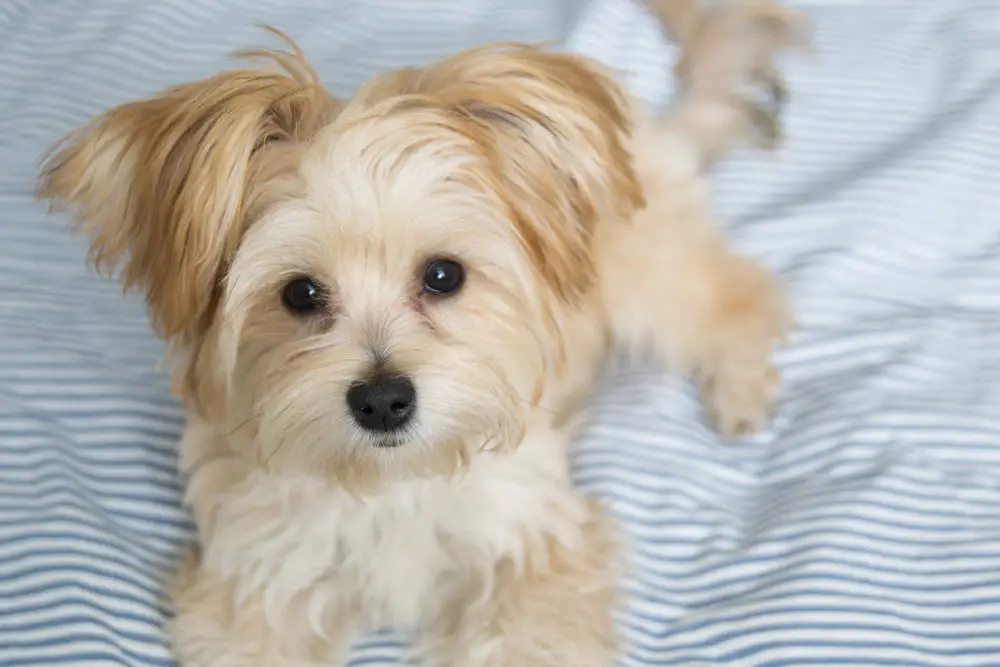 Morkie puppy looking at camera