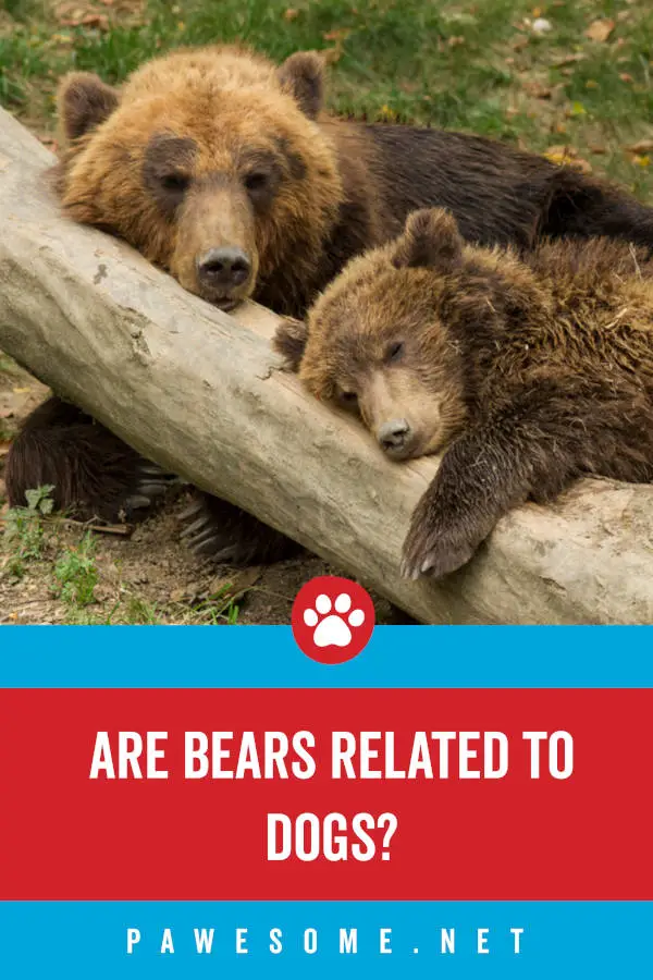 Are bears related to dogs?