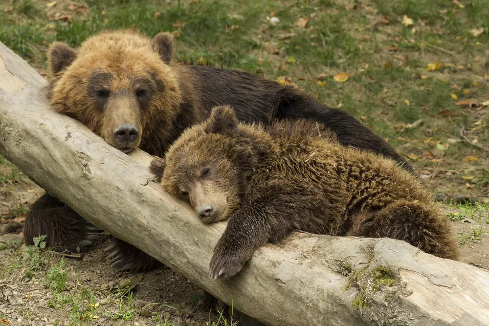 Are Bears Related to Dogs? Pawesome