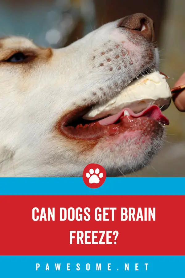 Can dogs get brain freeze?