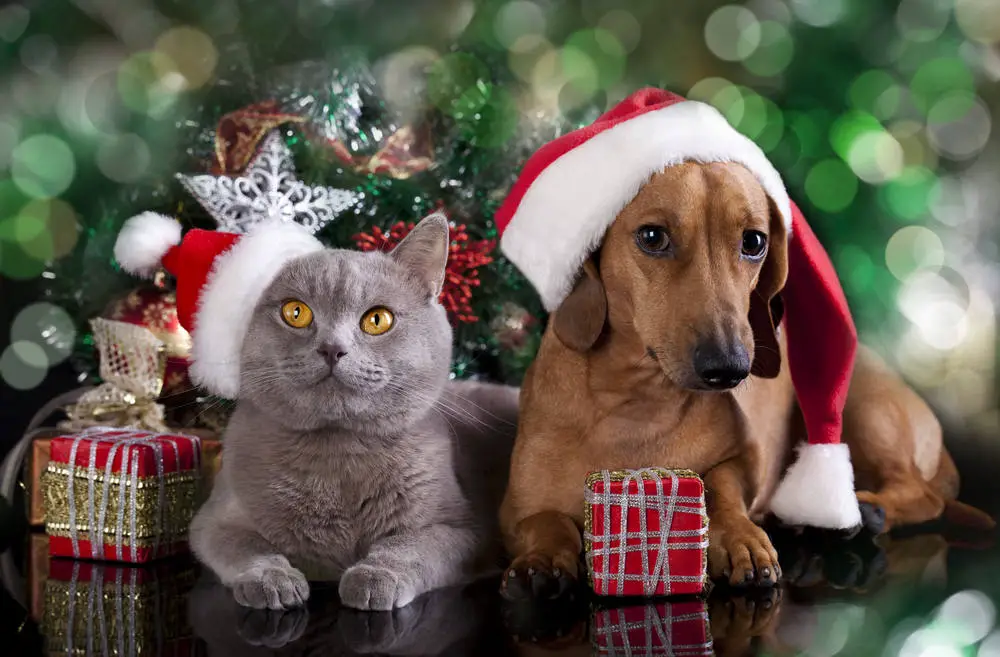 Cat and dog dressed for Christmas time