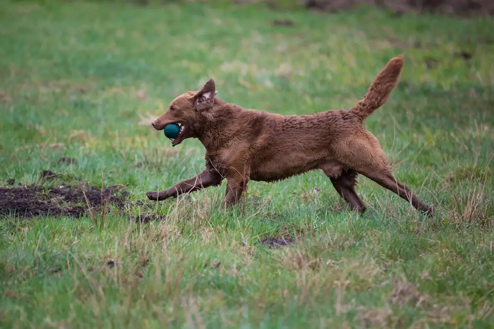 Chesapeake Bay Retriever