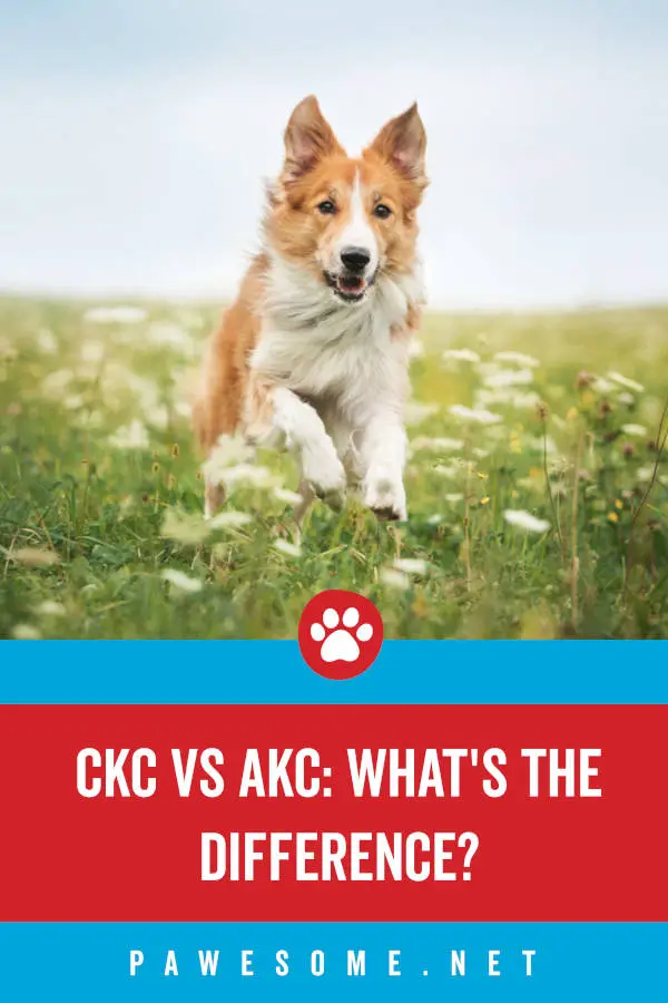 CKC vs AKC