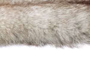 close up image of dog fur