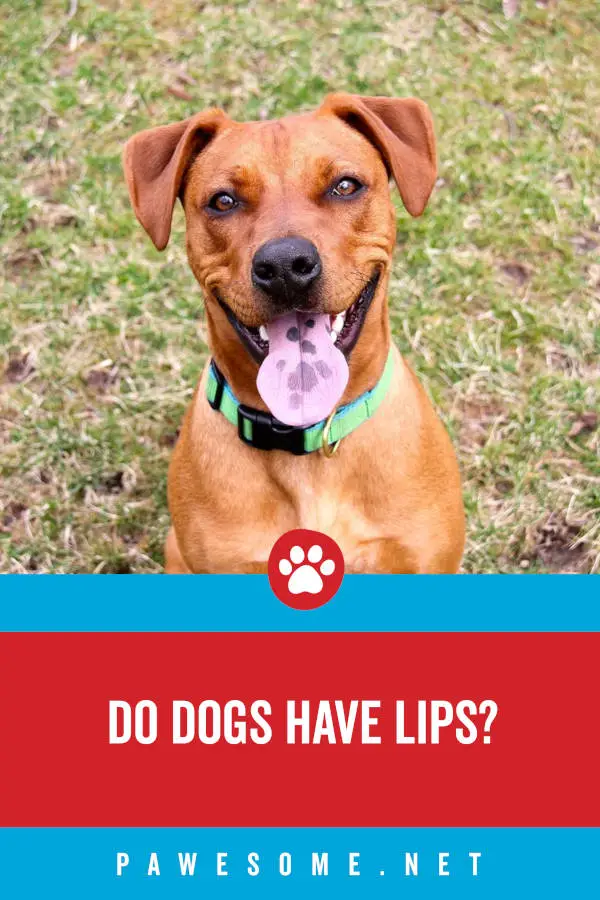 Do Dogs Have Lips?