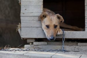 Dog chained up outside in kennel