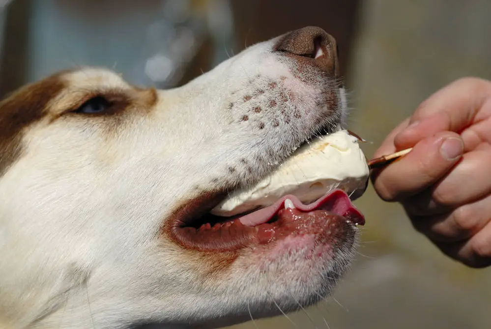 dog eating ice cream