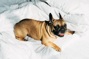 Dog in bed getting ready to start licking it