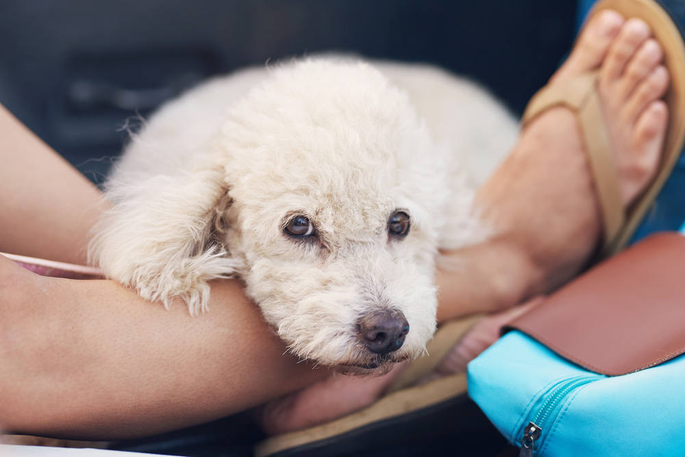 dog laying on owner's feet