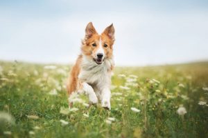 Dog running in a meadow