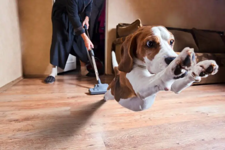 Why Are Dogs Afraid of Vacuum Cleaners?