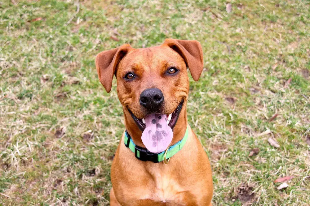 dog smiling for camera