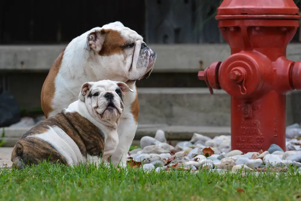 dogs sniffing fire hydrant