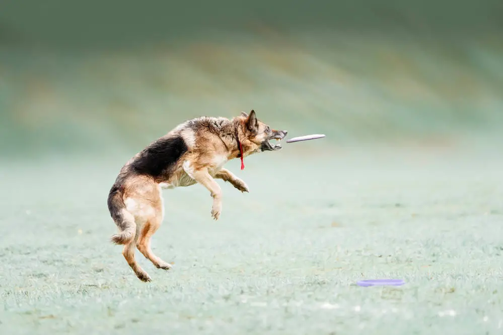 German Shepherd jumping to catch a frisbee
