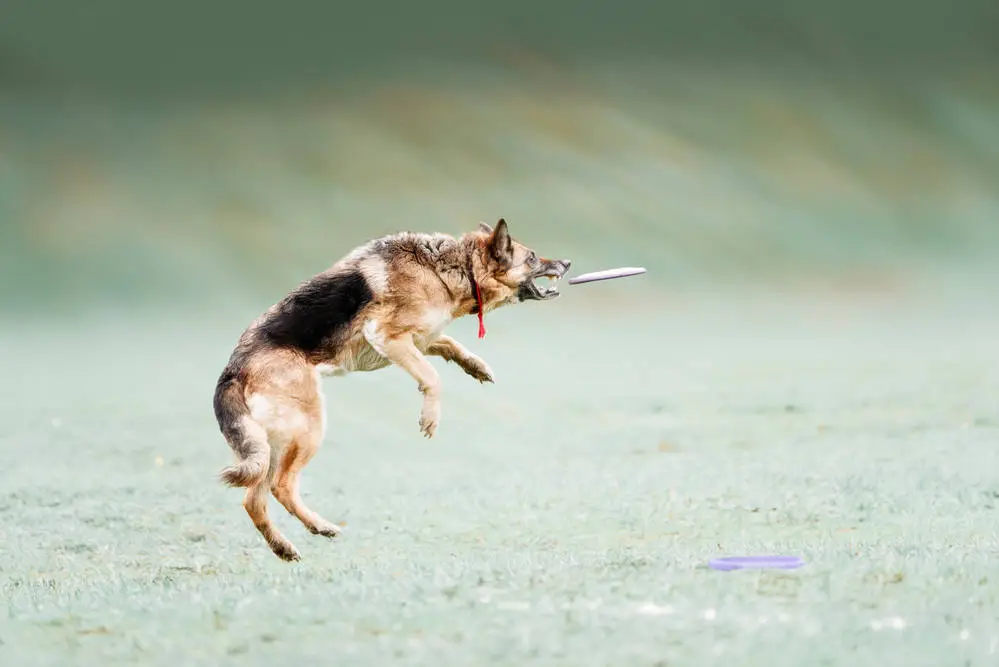 german shepherd frisbee