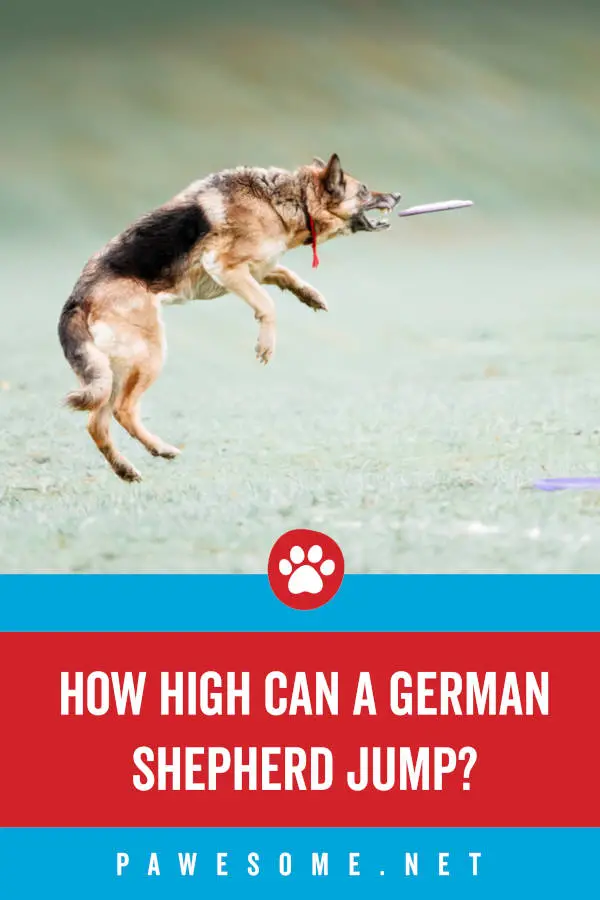 How High Can German Shepherds Jump?