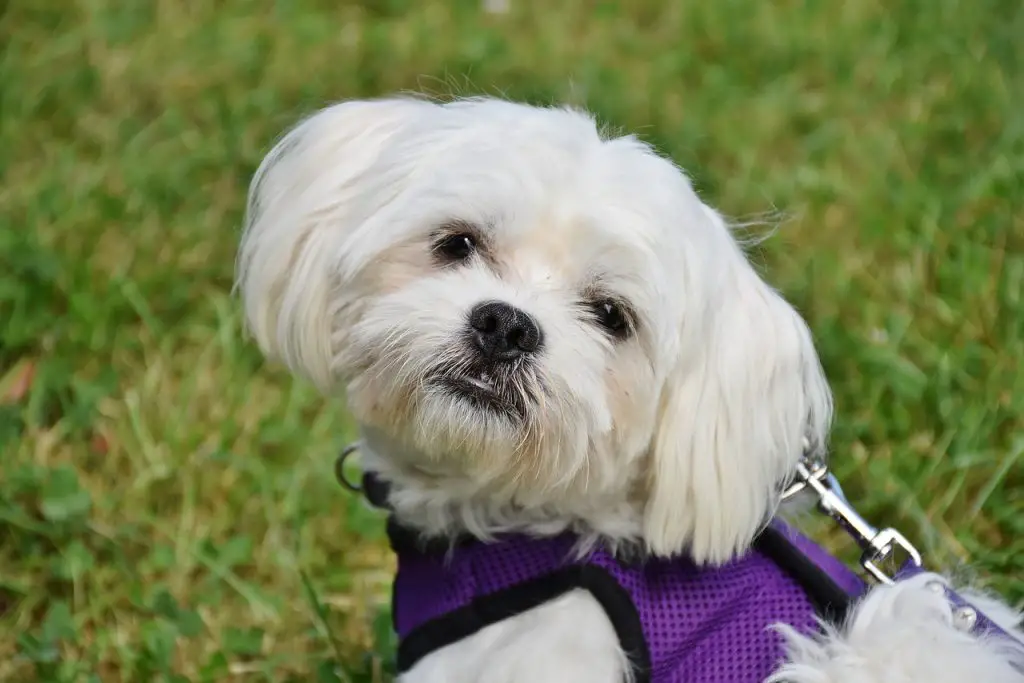 Maltese Out on a Walk