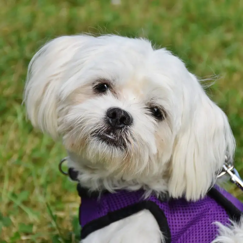 maltese