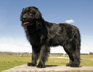 Newfoundland dog breed