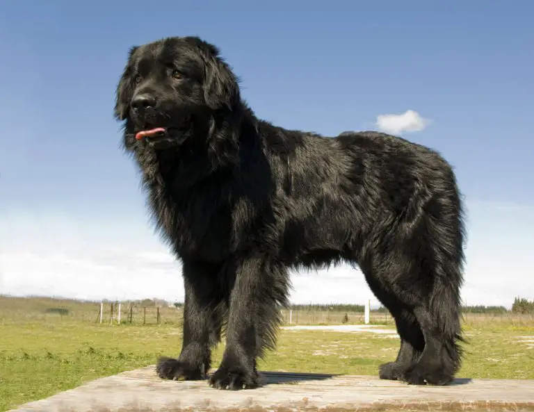 newfoundland webbed feet newfoundland webbed feet