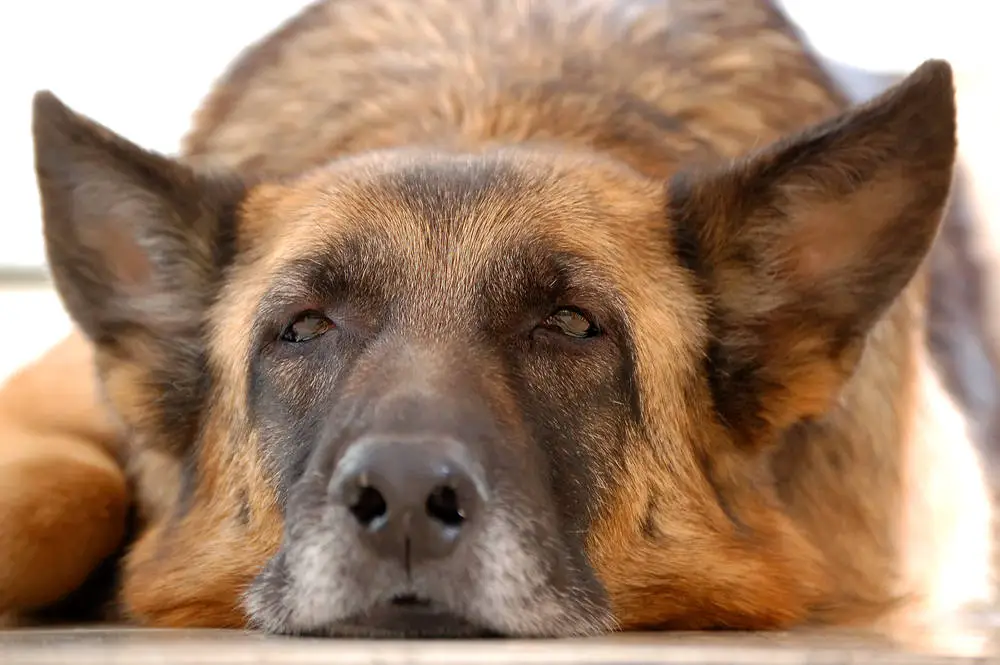 old tired dog resting on the floor