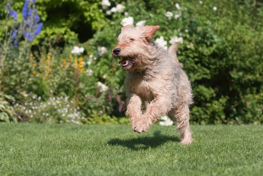 Otterhound