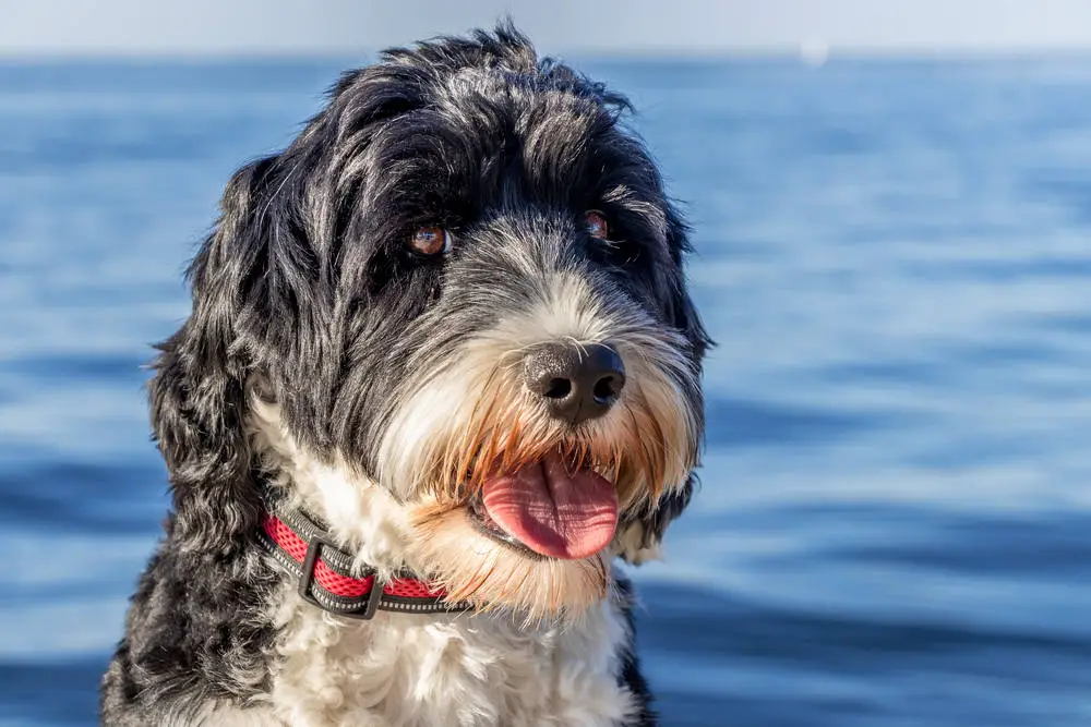 Portuguese Water Dog