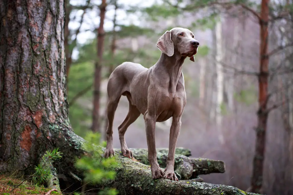 Weimaraner dog breed