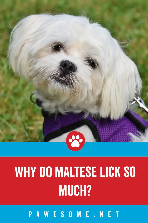 Why Do Maltese Lick So Much?