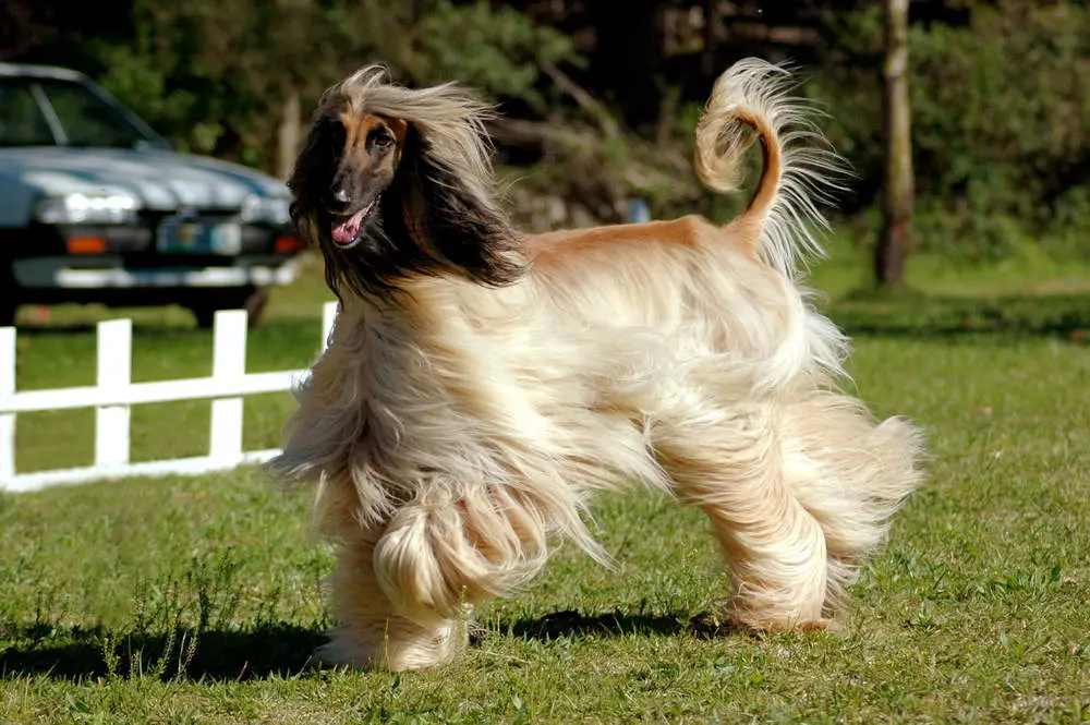 Afghan Hound