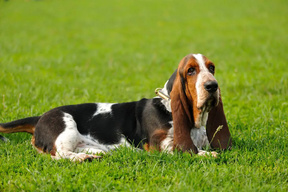 Basset Hound