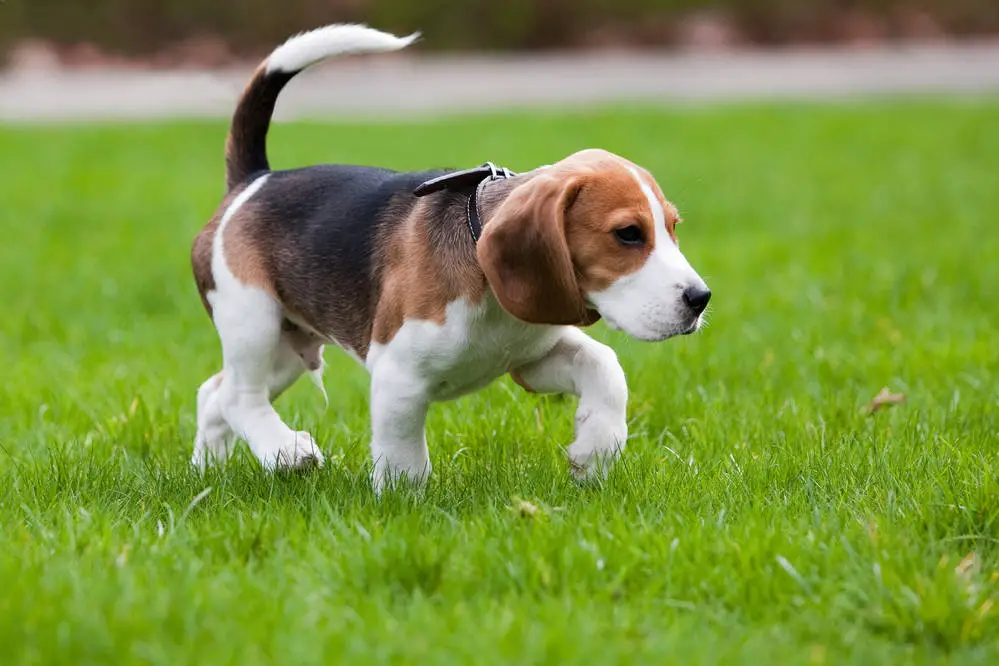 Beagle walking in the grass