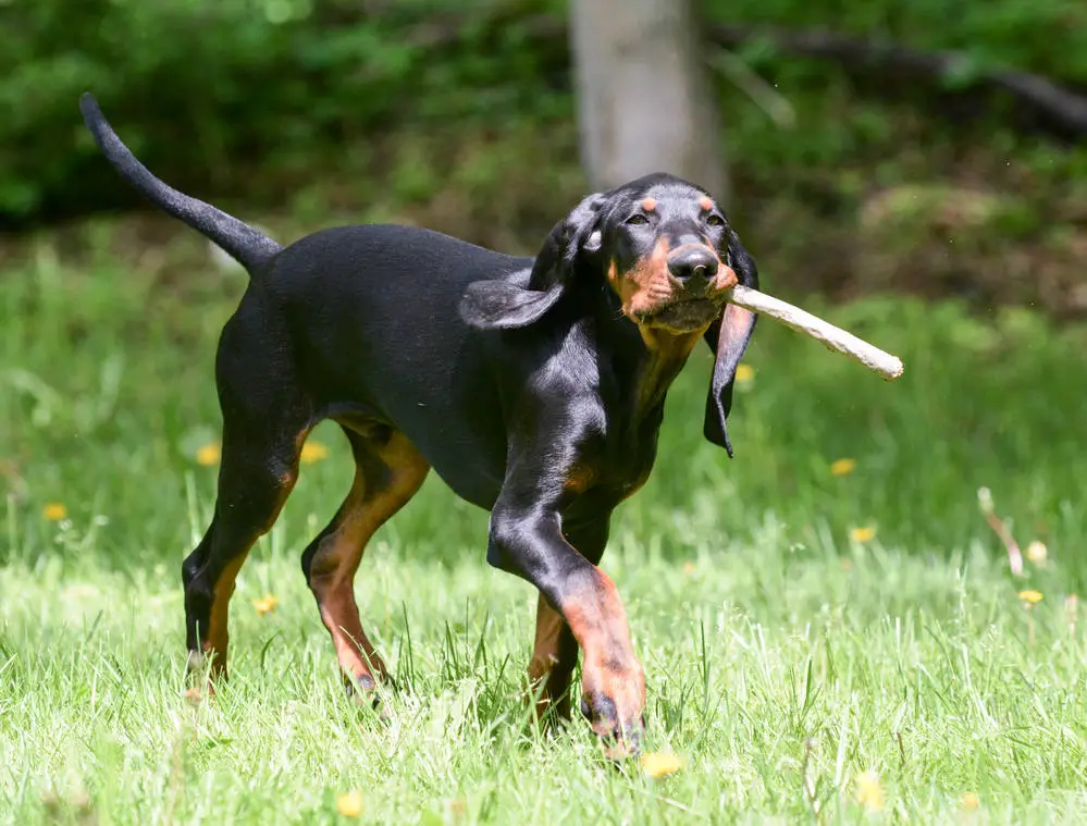 Black and Tan Coonhound playing fetch