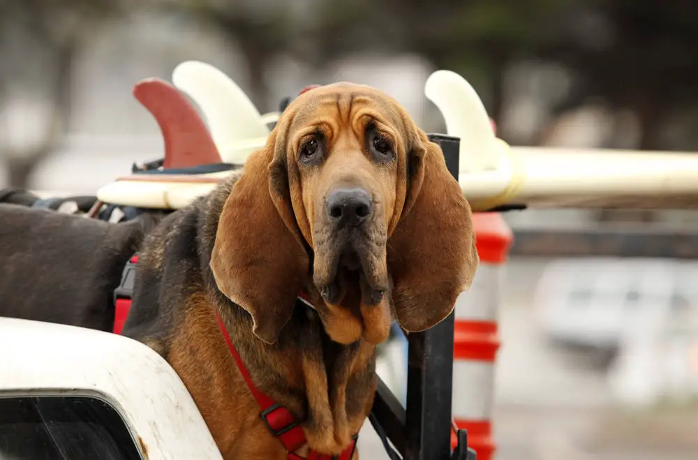 Bloodhound riding in the car