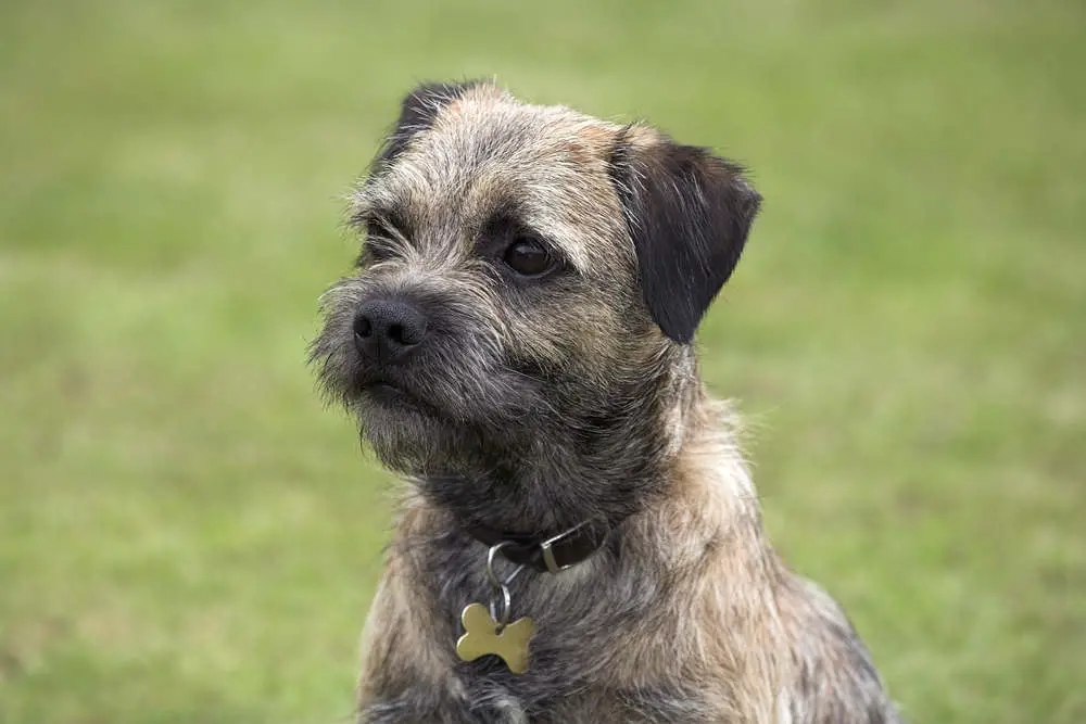 Border Terrier