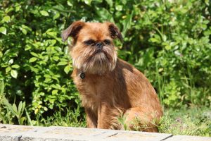 Brussels Griffon