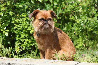 Which Dog Breeds Look Like Ewoks 6 Popular Choices