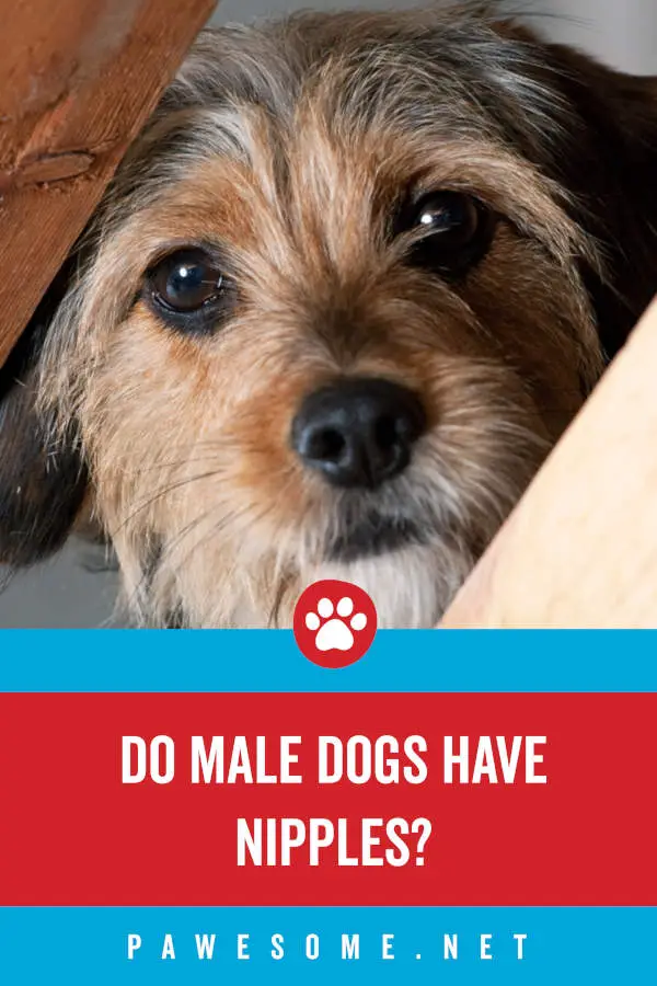 Do Male Dogs Have Nipples?