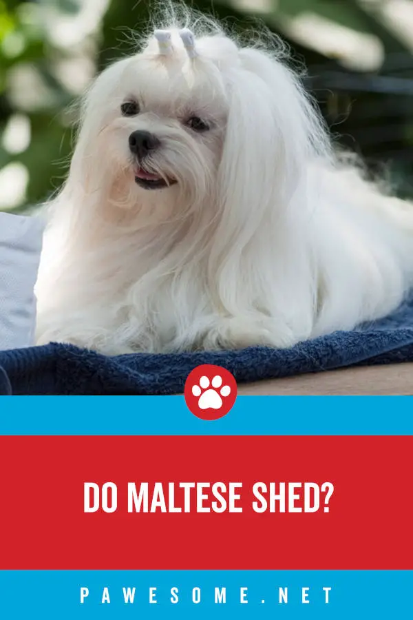 Do Maltese shed?