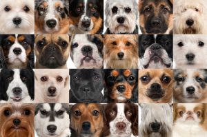 Collage of 24 different dog breeds