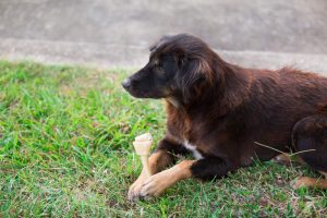 dog chewing rawhide bone in the grass