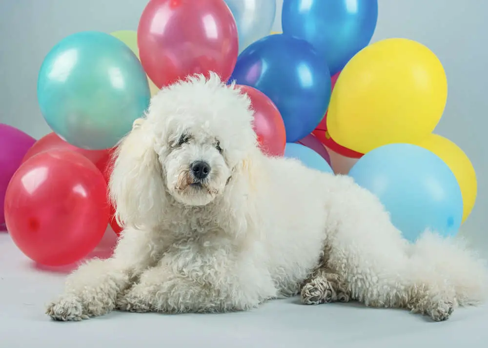 Dog scared of balloons