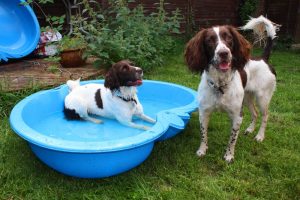 English Springer Spaniel