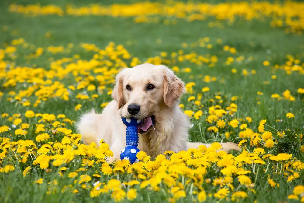 Golden Retriever playing with toy in a field