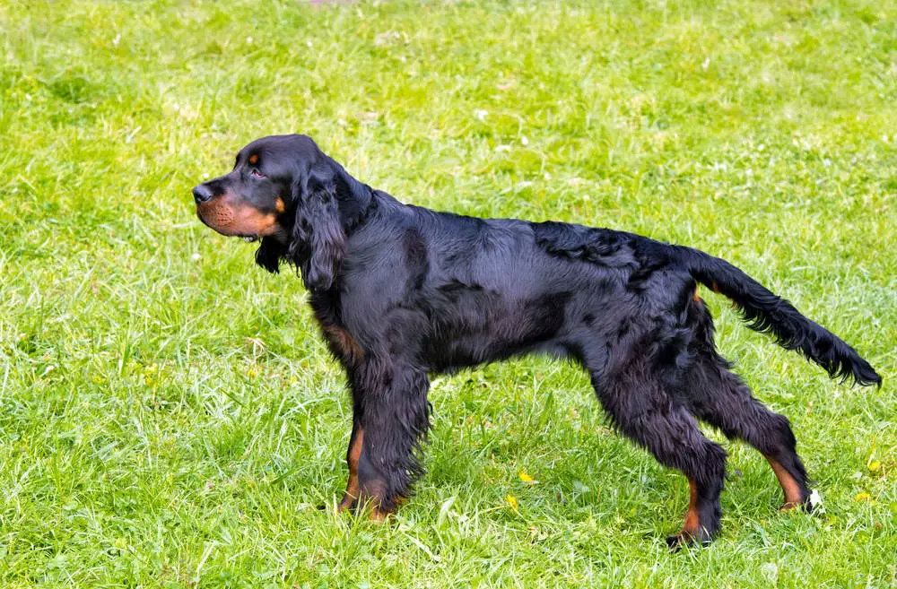 Gordon Setter