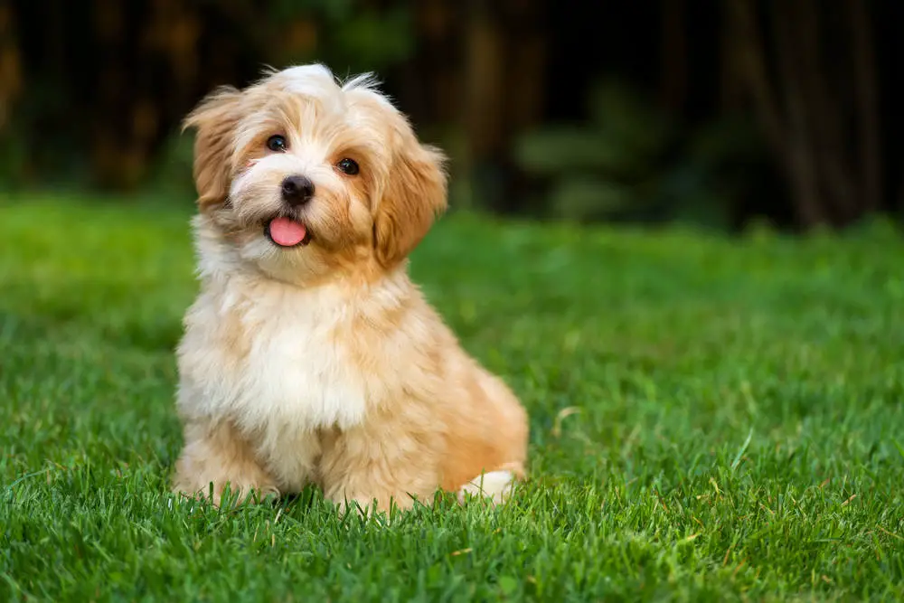 Havanese sitting in the grass