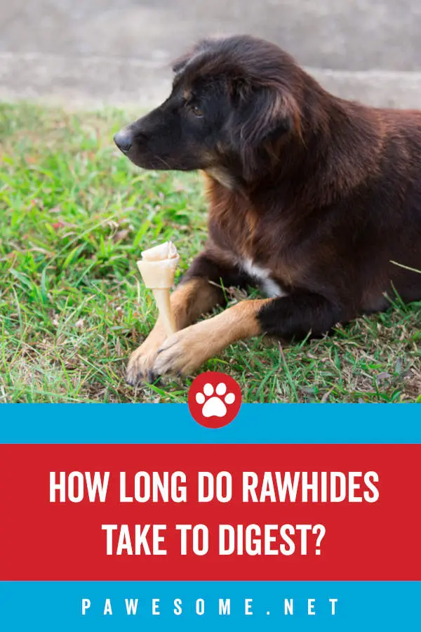 How Long Do Rawhides Take to Digest?