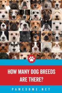 How Many Dog Breeds Are There in the World?