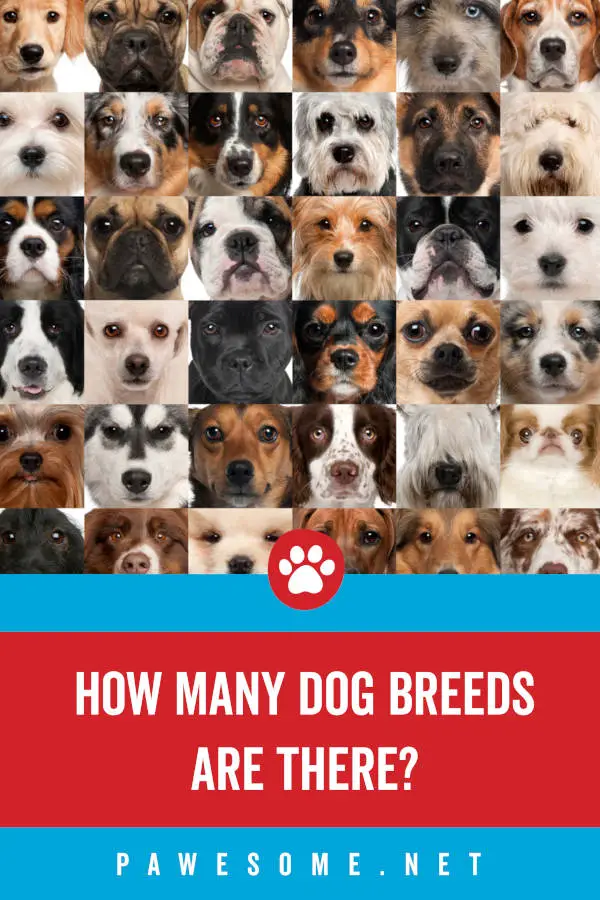 How Many Dog Breeds Are There?