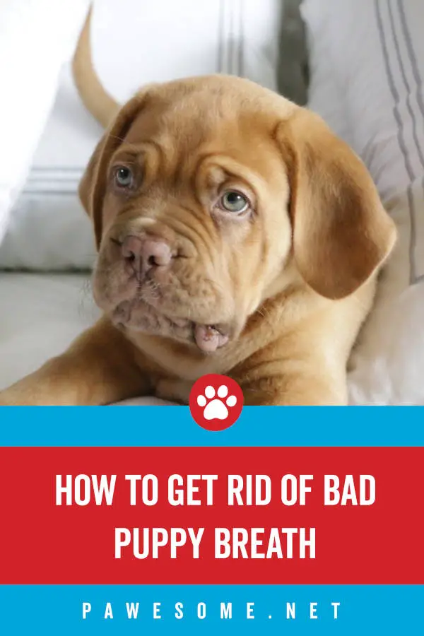 How to Get Rid of Bad Puppy Breath (Why It Happens & Tips)